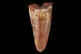 Fossil Phytosaur Tooth - New Mexico #133338-1